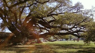 Beautiful Oak Tree Wallpaper