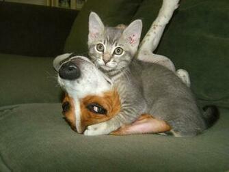 Browse Funny Animal Pictures With Words HD Photo Wallpaper Collection