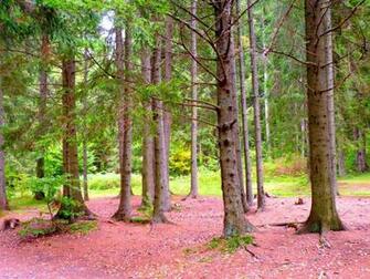 Bosque En Lago Santa Ana Wallpaper