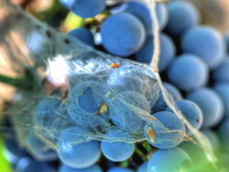 Grapes Wallpaper HD