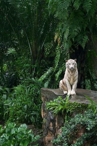 White Tiger iPhone Wallpaper And 4s
