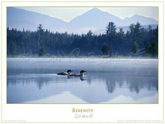 Adirondack Loons Poster Adirondacks Loon Pictures Fine