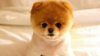 Very Cute Little Dog Wallpaper55 Best Wallpaper For Pcs