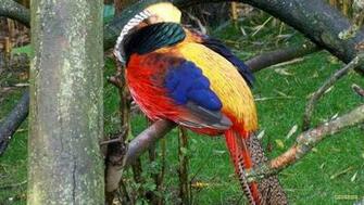 Golden Pheasant Or Chinese Barbaras HD Wallpaper