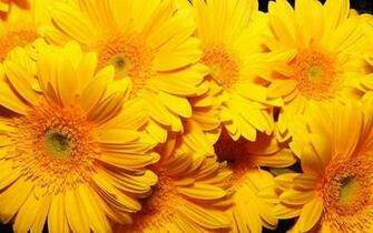 The Magical Color Yellow High Definition Widescreen Wallpaper