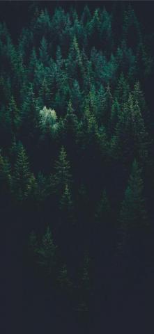 Scenery Of Forest Trees Wallpaper Est Tica Verde Oscuro Fondo