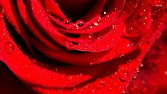 Water Drops On Rose Petals Wallpaper Flower
