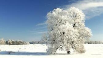 Wallpaper Winter Tree On A Cold Day