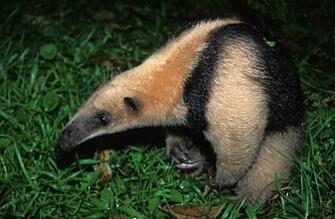Anteater Wallpaper High Quality