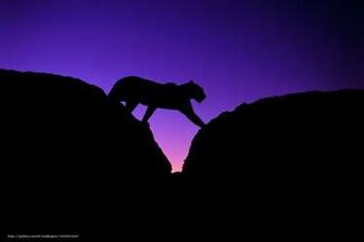 Wallpaper Leopard Stones Silhouette Desktop