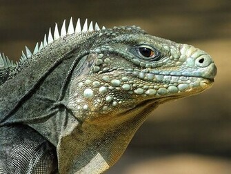 Reptile Category Reptiles Lizard Pictu