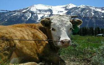 Cow And Fence Desktop Pc Mac Wallpaper