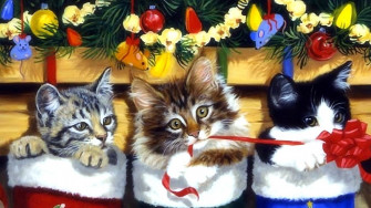 Kitten Stocking Image Abyss