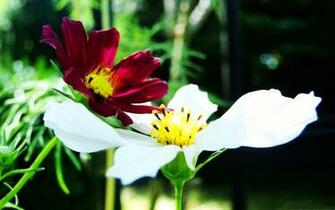 Baby Kissing Mum Screensavers HD Wallpaper