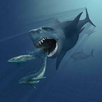 Read The Rest Of Great White Shark Hunting Fearsome Predator In