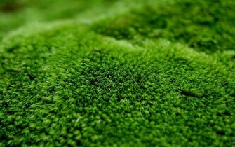 Moss Seductive Wallpaper HD S