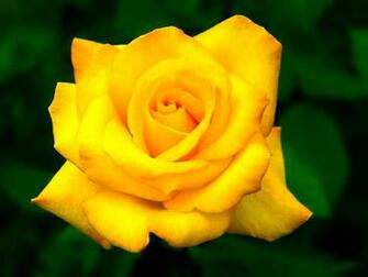 Bloemen Wallpaper Big Sun Flowers Vaas Beautiful