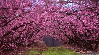 Scenery Wallpaper Background Absolutely