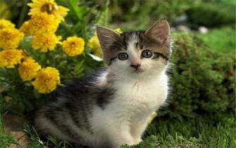 Cats And Flower Welcome To Wallpaper