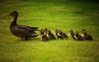 Cute Duckling Wallpaper Image Pictures Becuo