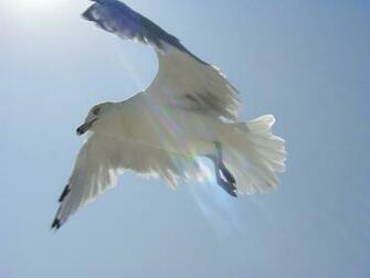 Flying Desktop Pc And Mac Wallpaper