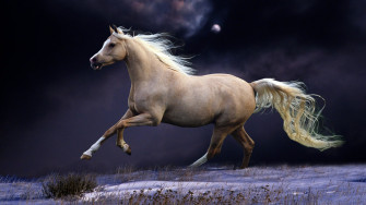 Beautiful Horse Wallpaper