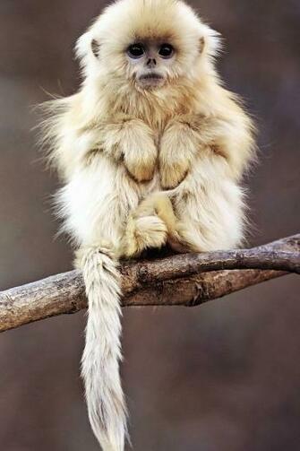 Cute Monkey iPhone Wallpaper HD