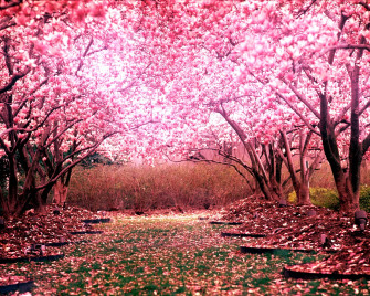 Cherry Blossom Tree Landscape Wallpaper HD