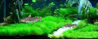 Flathead Catfish Wallpaper Click To