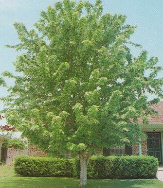 Deciduous Tree Pictures Two