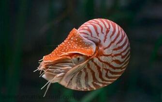 Nautilus Wallpaper