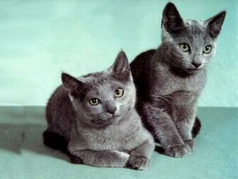 Cats Desktop Wallpaper Animals