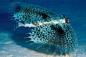 Flying Gurnard In Sea Pic Wallpaper