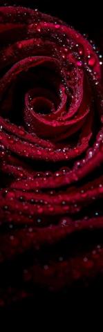 Stunning Expressions On Burgundy Color
