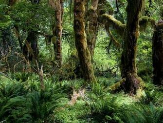 Tropical Forest Wallpaper