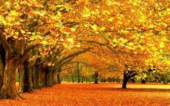 Wallpaper Autumn Trees Park Foliage Ultra HD 4k