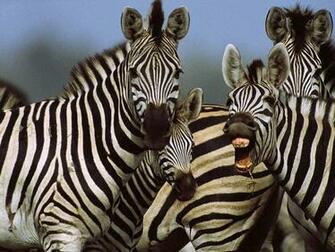 Zebra Wallpaper Desktop Background