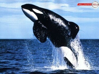 Whale Wallpaper