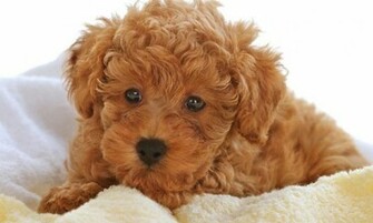 Poodle Wallpaper Applicazioni E Giochi Android Androidpit