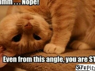 Random Image Funny HD Wallpaper And Background Photos