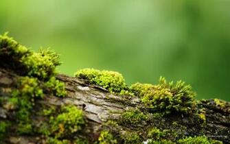 Background Nature Wallpaper Moss Tree