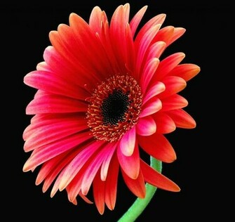 Beautiful Wallpaper Gerbera And Daisy Flower