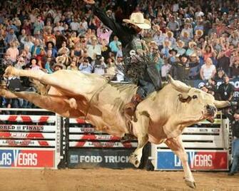 Bull Riding Bullrider Rodeo Western Cowboy Extreme Cow Wallpaper
