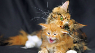 Maine Coon HD Wallpaper