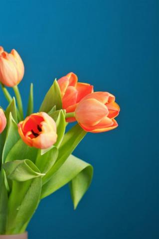 Orange And Yellow Tulips In Bloom Photo Image