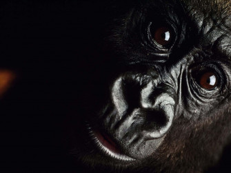 Cute Gorilla Ehja9qu8j4u3aujz Wallpaper