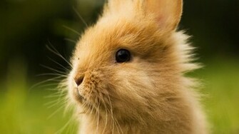 Cute Baby Bunny Wallpaper Hq Begs7 Jpg