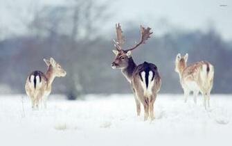Deers In The Snow Wallpaper Animal