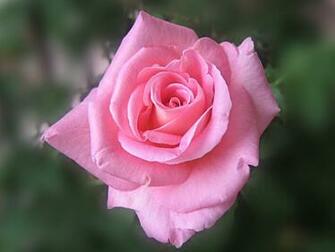 Pink Roses Wallpaper
