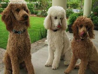 Standard Poodle High Resolution Wallpaper Dogbreedswallpaper